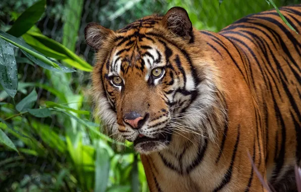 Picture greens, look, face, tiger, foliage, portrait, the expression