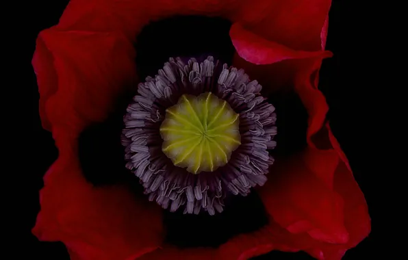 Picture flowers, Mac, petals