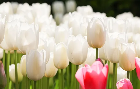 Flowers, spring, tulips, white, buds, flowerbed