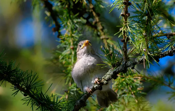 Bird, branch, needles, bokeh