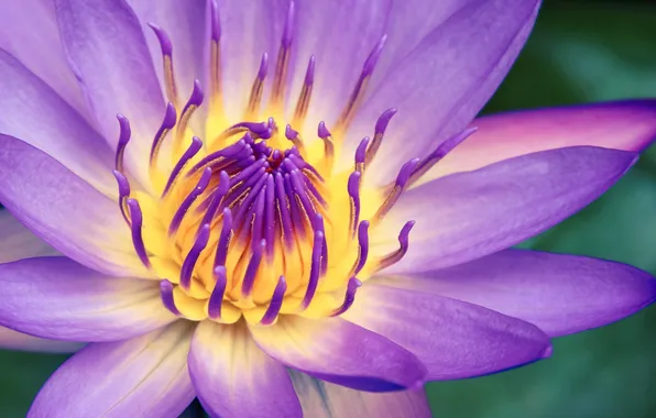 Flower, macro, lilac, water Lily