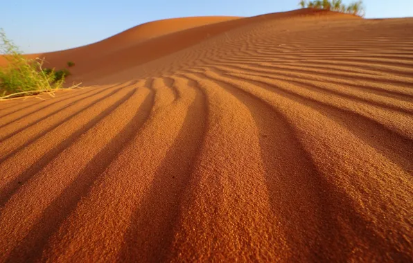 Sand, the sky, the sun, light, plant, shadows, sky, desert