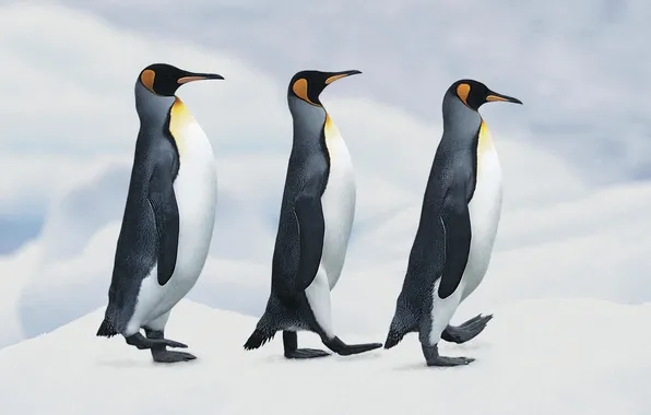 Snow, penguins, Imperial, step