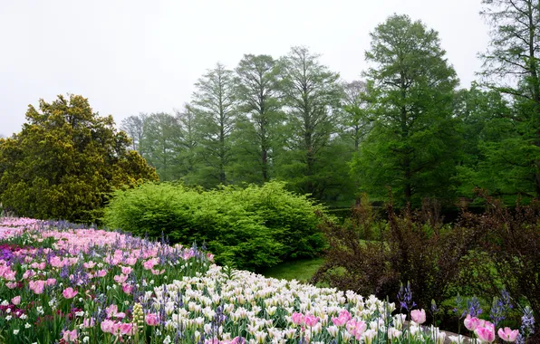 Trees, flowers, garden, tulips, USA, the bushes, Pennsylvania, Longwood Gardens