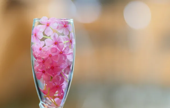 Picture flowers, glass, petals