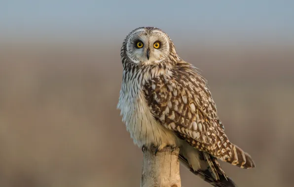 Picture look, bird, Short-eared owl