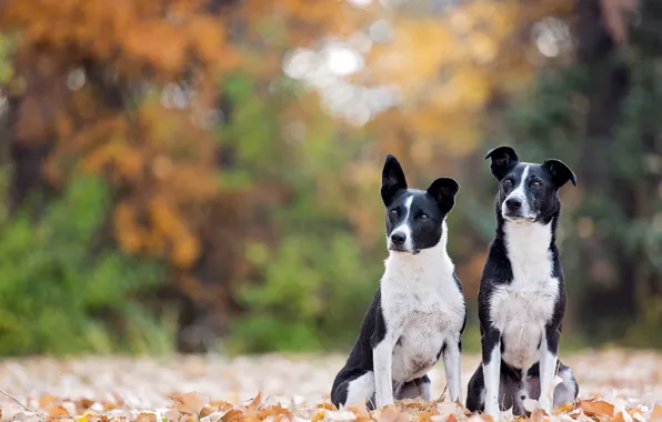 Picture autumn, leaves, bokeh, two dogs