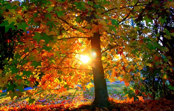 Picture falling leaves, the rays of the sun, maple in autumn