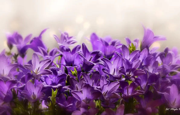 Purple, petals, bells
