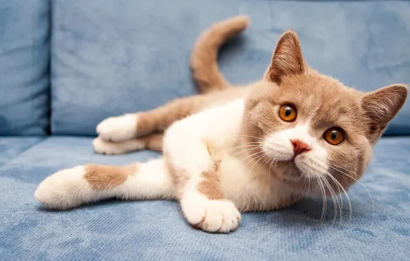 Cat, look, pose, kitty, sofa, lies, grey background, face