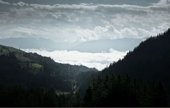 Forest, clouds, fog, hills, view, spruce, coniferous