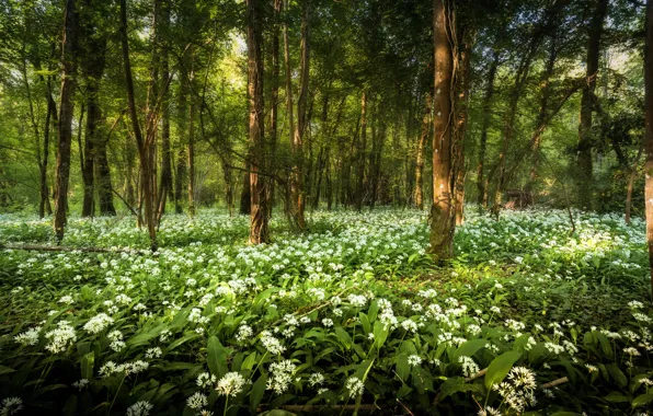 Picture forest, summer, trees, flowers, branches, glade, spring, ramsons