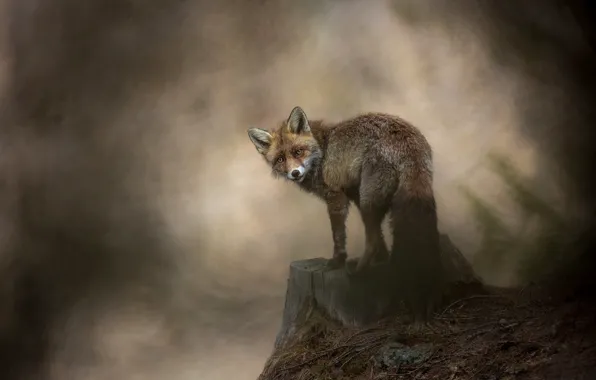 Look, background, stump, turn, Fox, tail, bokeh