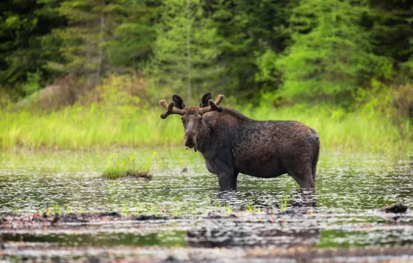 Picture forest, shore, bathing, pond, moose
