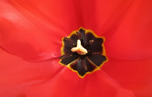 Macro, Tulip, April, spring 2018, Mamala ©