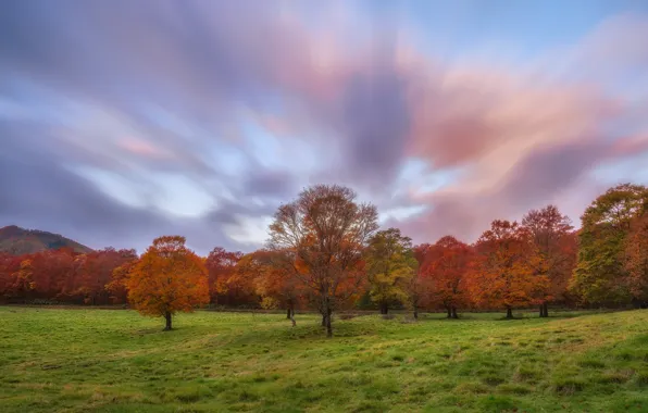 Picture the sky, grass, clouds, trees, glade, Autumn