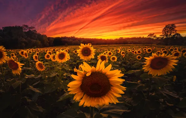 Picture field, sunflowers, sunset