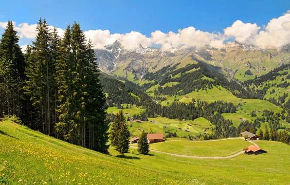 Picture forest, the sky, grass, clouds, trees, flowers, mountains, nature