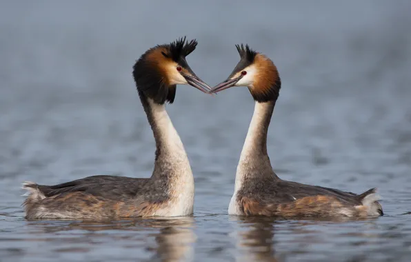 Picture lake, bird, pair, The great crested grebe, Great crested grebe