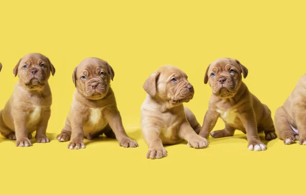 Dogs, look, background, legs, dog, puppies, puppy, banner