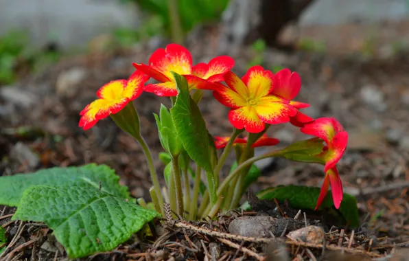 Spring, flowers, flowers, spring, Primula