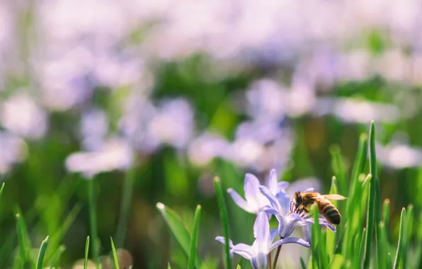 Greens, grass, flowers, bee, background, blur, bee