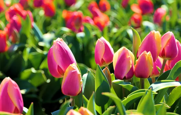 Picture flowers, tulips, pink