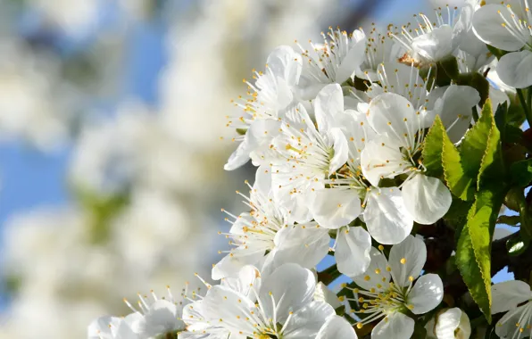 The sky, flowers, branches, cherry, spring, white, flowering, in bloom