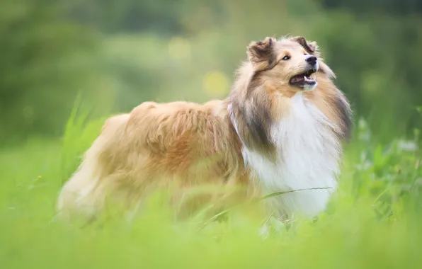 Greens, grass, look, nature, glade, dog, puppy, collie