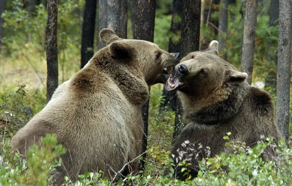 FOREST, PAIR, BEARS, MOUTH, TREES, FANGS