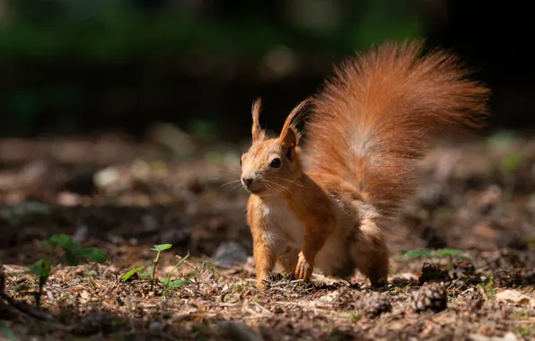 Picture light, nature, the dark background, shadow, protein, tail