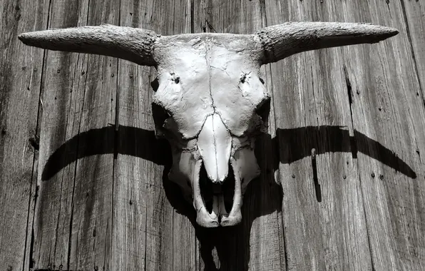 Skull, bones, horns