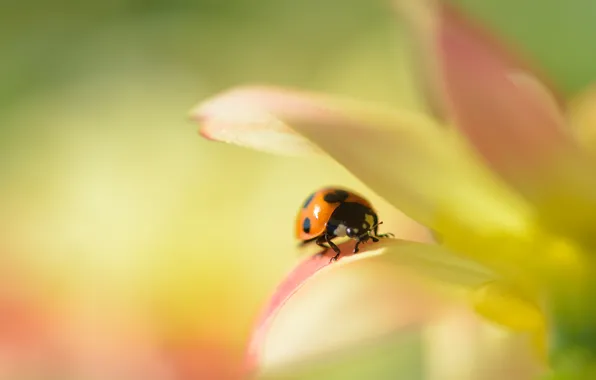 Picture flower, ladybug, petals, Dahlia