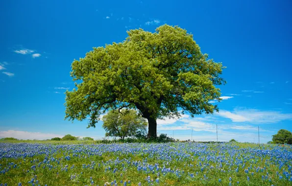 Field, landscape, flowers, nature, Tree, green