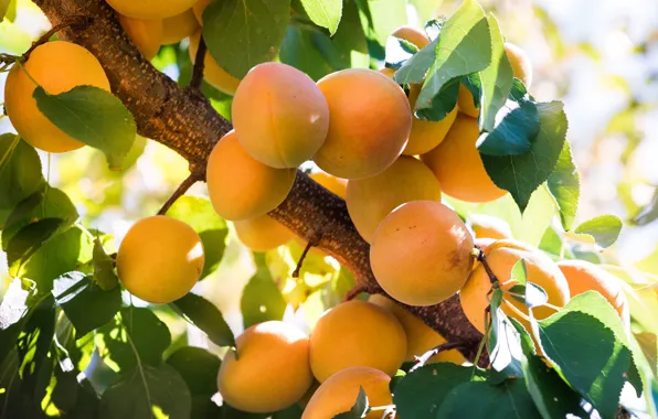 Leaves, branches, tree, yellow, fruit, fruit, apricot, a lot