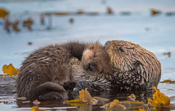CA, USA, cub, Kalan, Monterey Bay