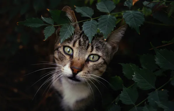 Cat, cat, look, leaves, branches, nature, pose, the dark background
