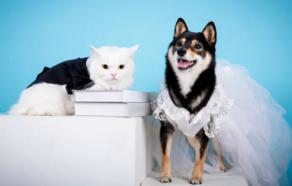 Cat, white, cat, look, pose, clothing, books, dog