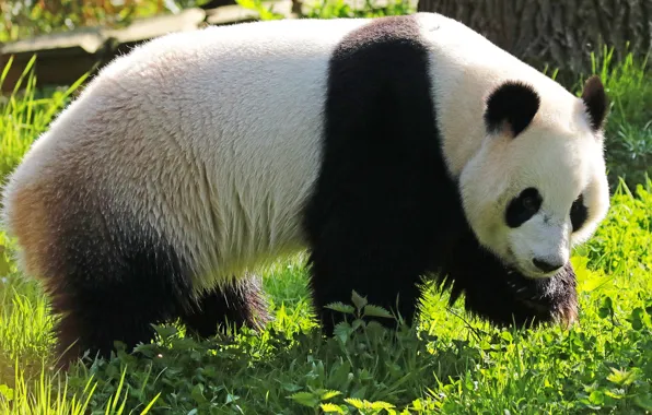Grass, look, face, nature, bear, bear, Panda, walk