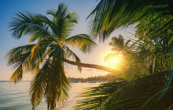 Sea, beach, the sun, palm trees, shore