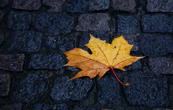 Picture yellow, sheet, Autumn, pavers, lies, raindrops
