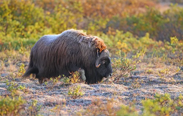Picture nature, horns, musk ox