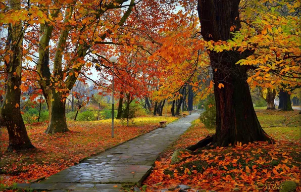 Wallpaper Autumn, Park, Fall, Foliage, Park, Autumn for mobile and ...