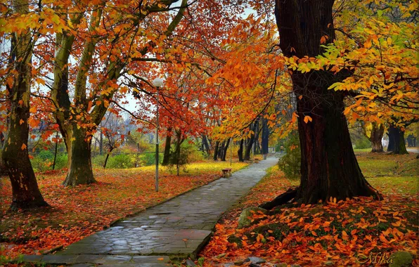 Autumn, Park, Fall, Foliage, Park, Autumn