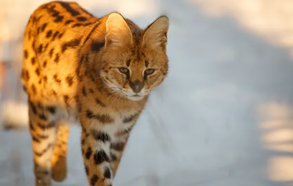 Look, ears, wild cat, Serval