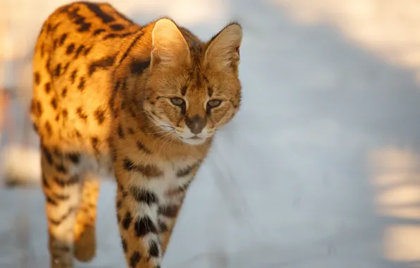 Picture look, ears, wild cat, Serval