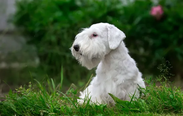 Picture white, grass, puppy, breed, the Sealyham Terrier