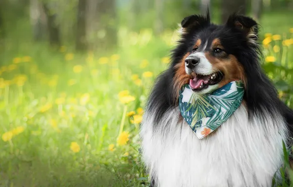 Look, flowers, nature, pose, glade, dog, face, shawl