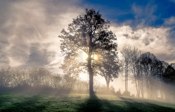 Picture grass, sky, Tree, nature, clouds, sunlight, meadow