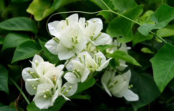 Leaves, flowers, branch, white, bougainvillea